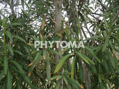 Xylella fastidiosa